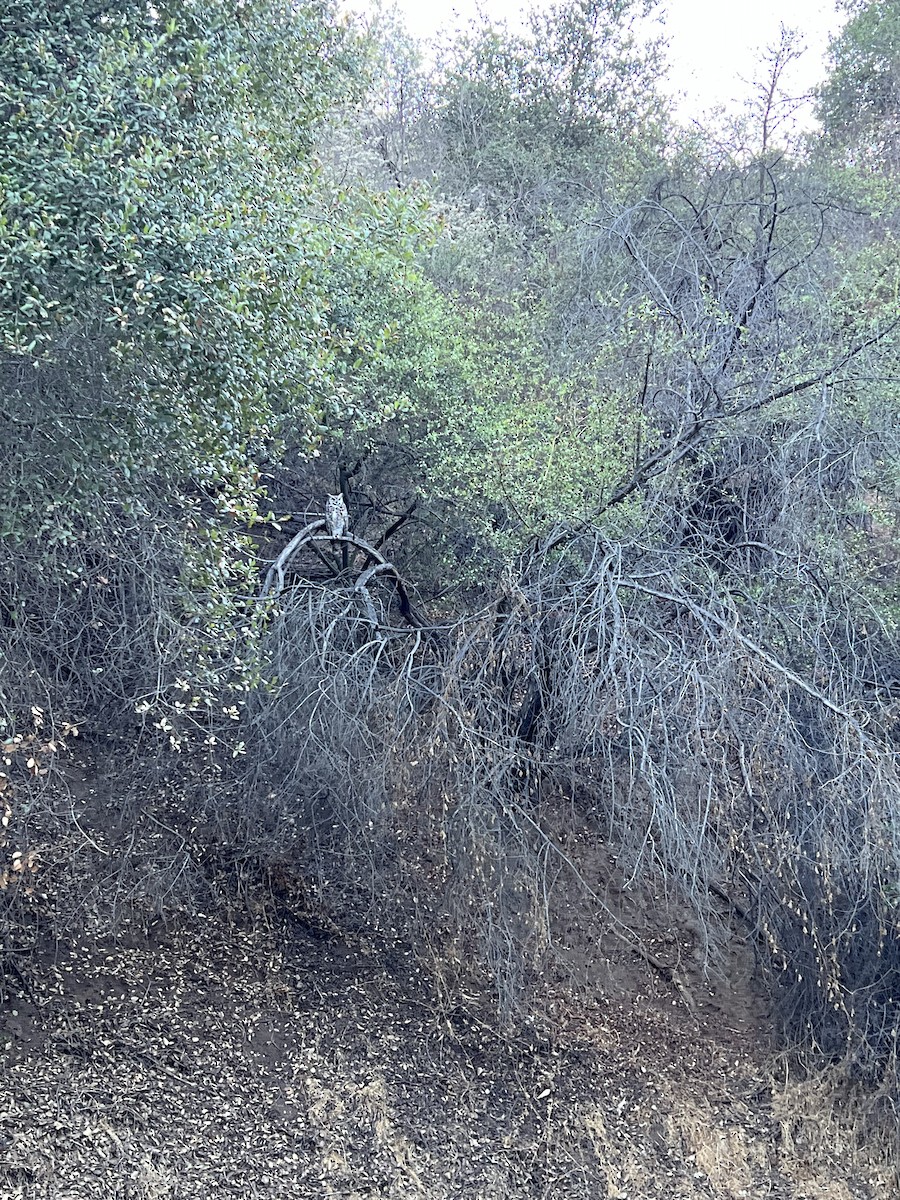 Great Horned Owl - ML643181913