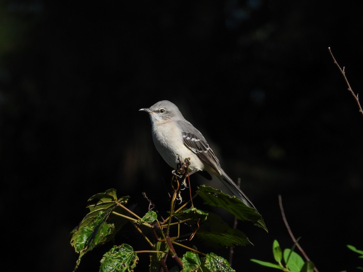 Northern Mockingbird - ML643181914