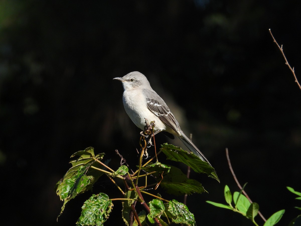 Northern Mockingbird - ML643181915