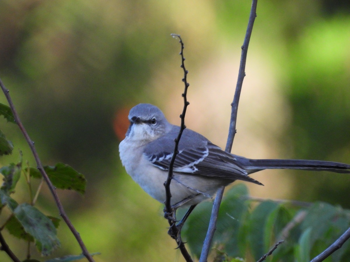 Northern Mockingbird - ML643181916