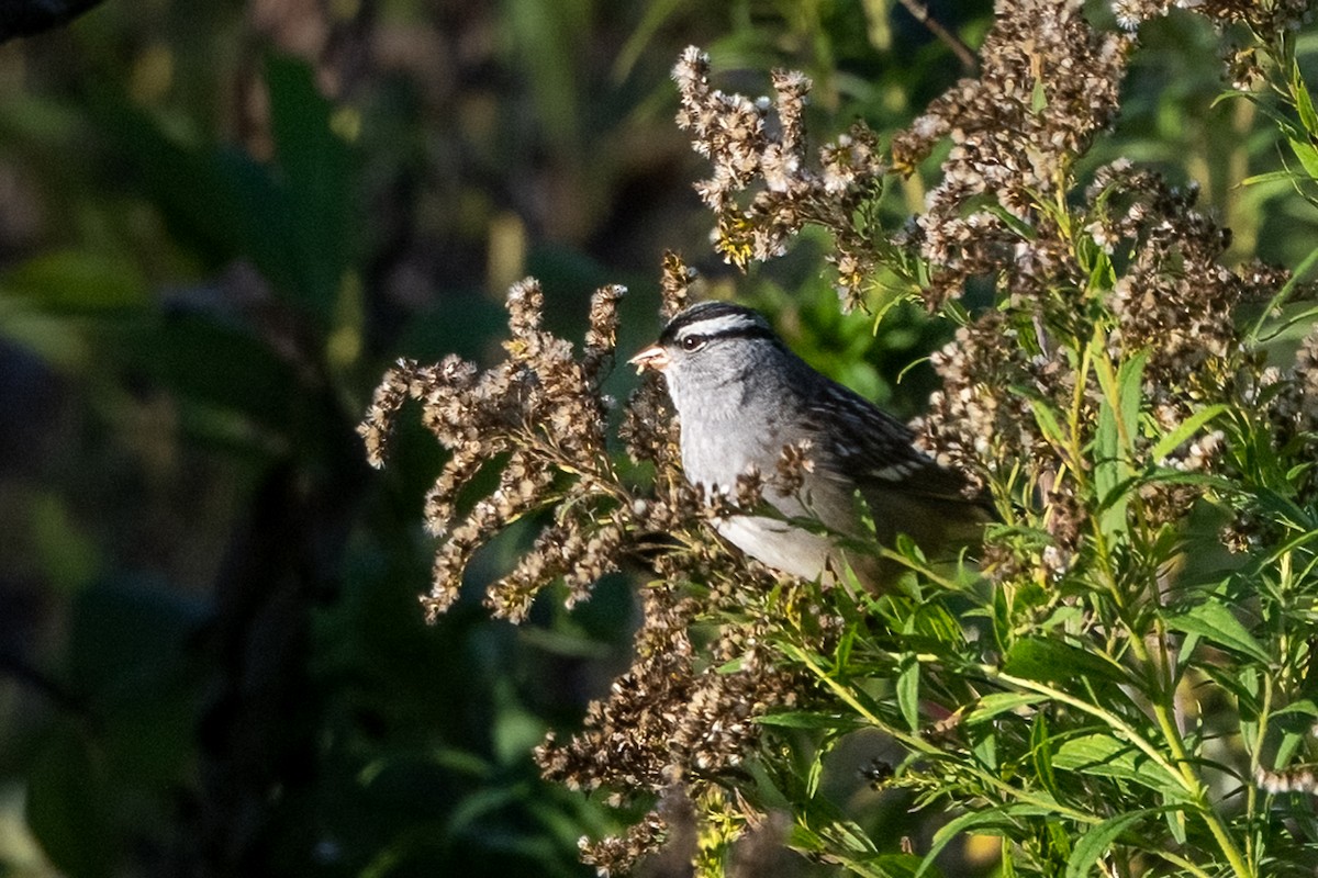 White-crowned Sparrow - ML643181920