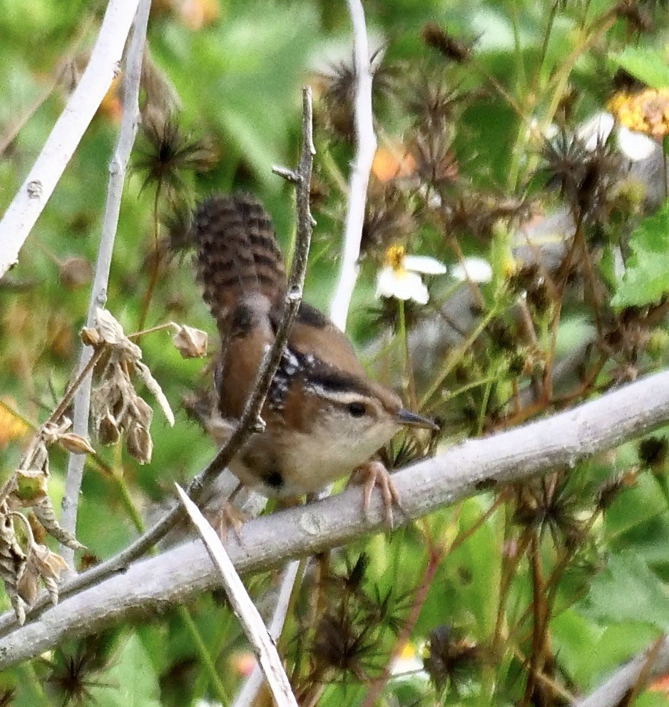 Marsh Wren - ML643181952