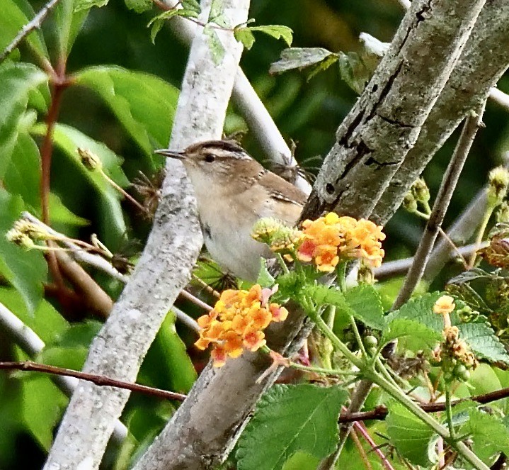 Marsh Wren - ML643181953