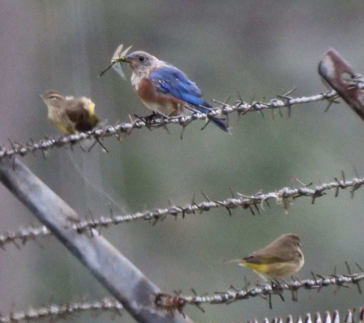 Eastern Bluebird - ML643181966
