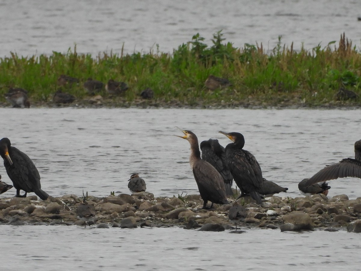 Great Cormorant - ML643181970