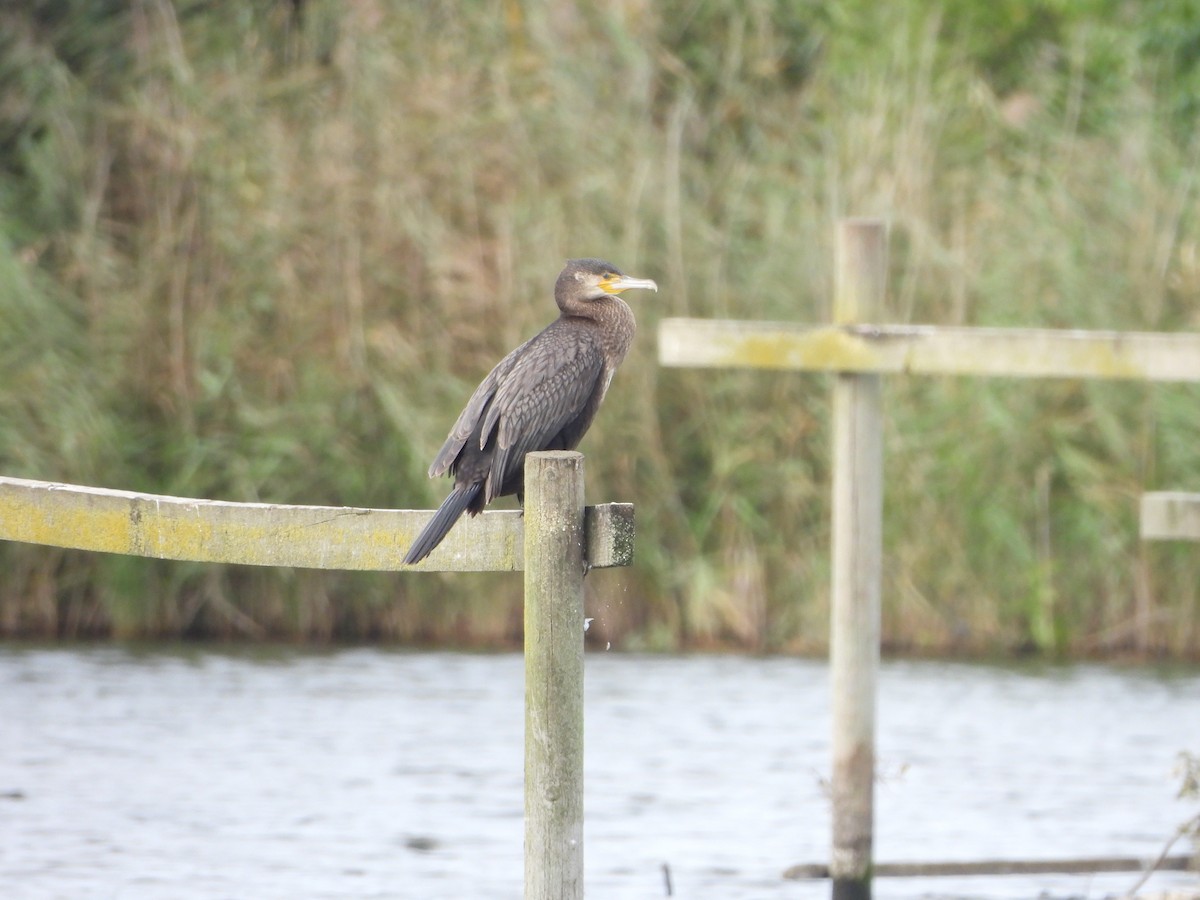 Great Cormorant - ML643181971