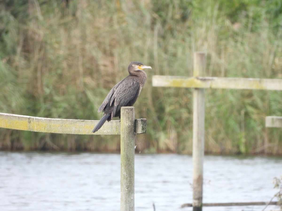 Great Cormorant - ML643181973
