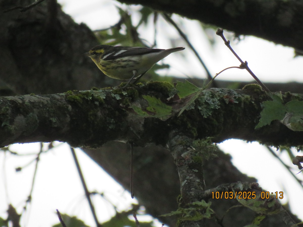 Blackburnian Warbler - ML643181987