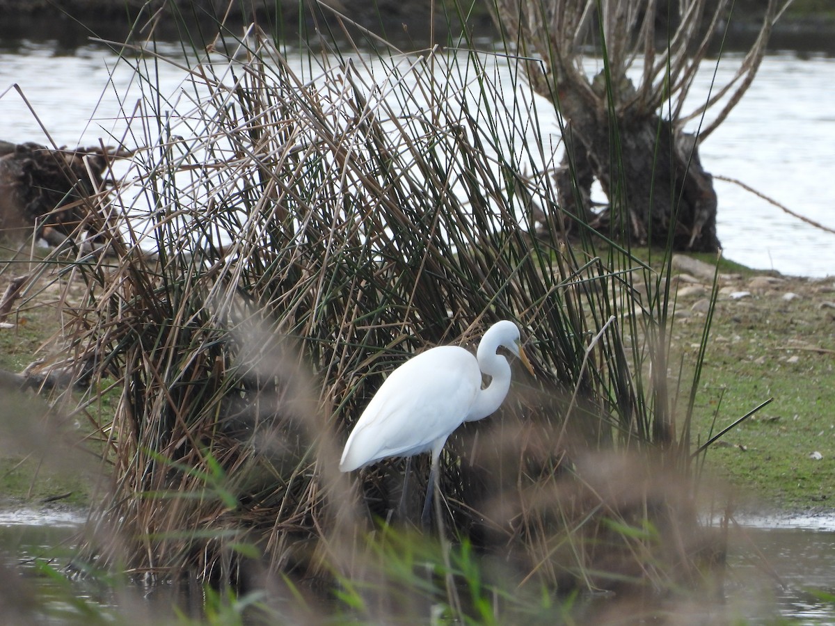 Great Egret - Gary McGurk