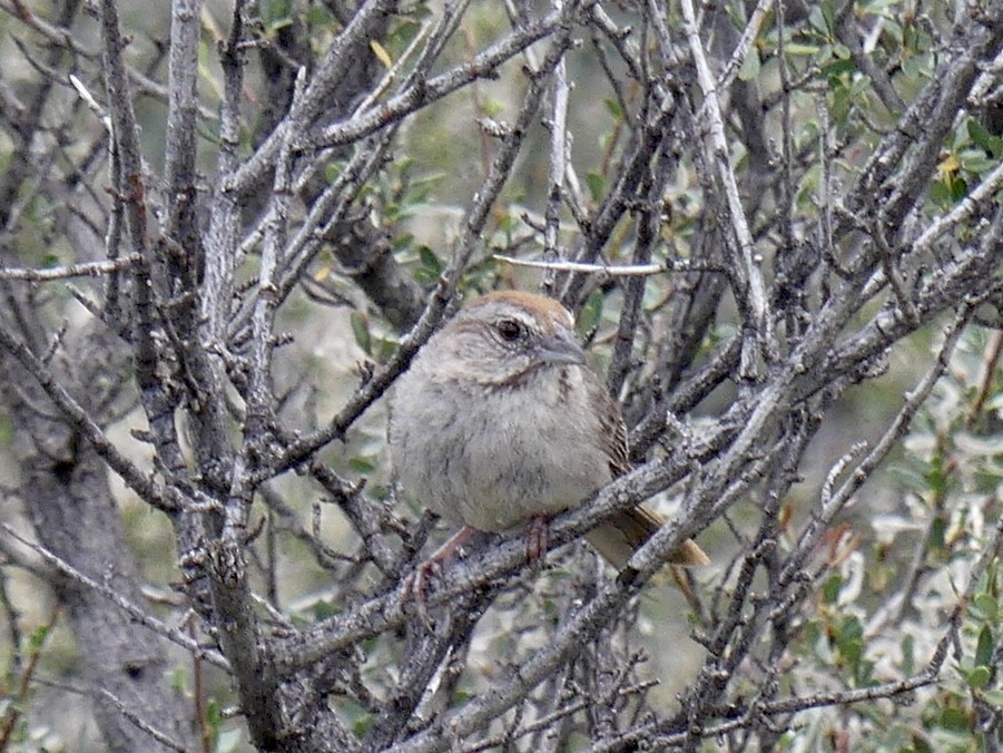 Rufous-crowned Sparrow - ML643182023