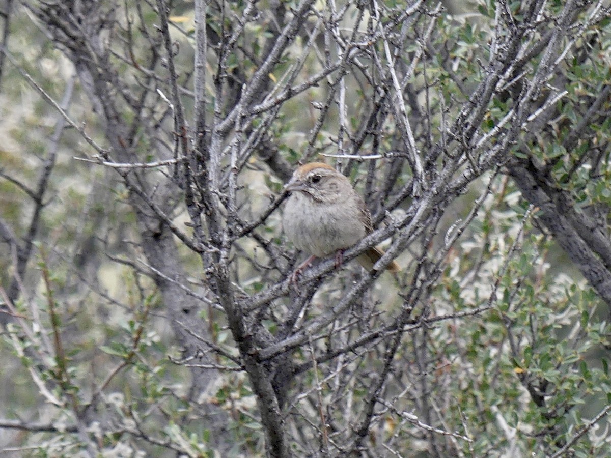 Rufous-crowned Sparrow - ML643182024