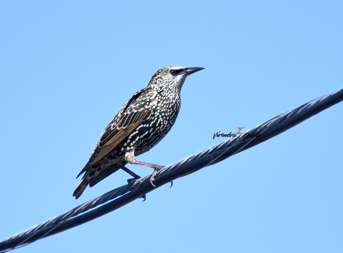 European Starling - ML643182025