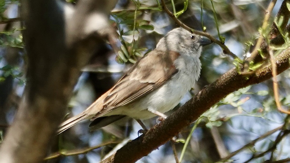 Southern Gray-headed Sparrow - ML643182029
