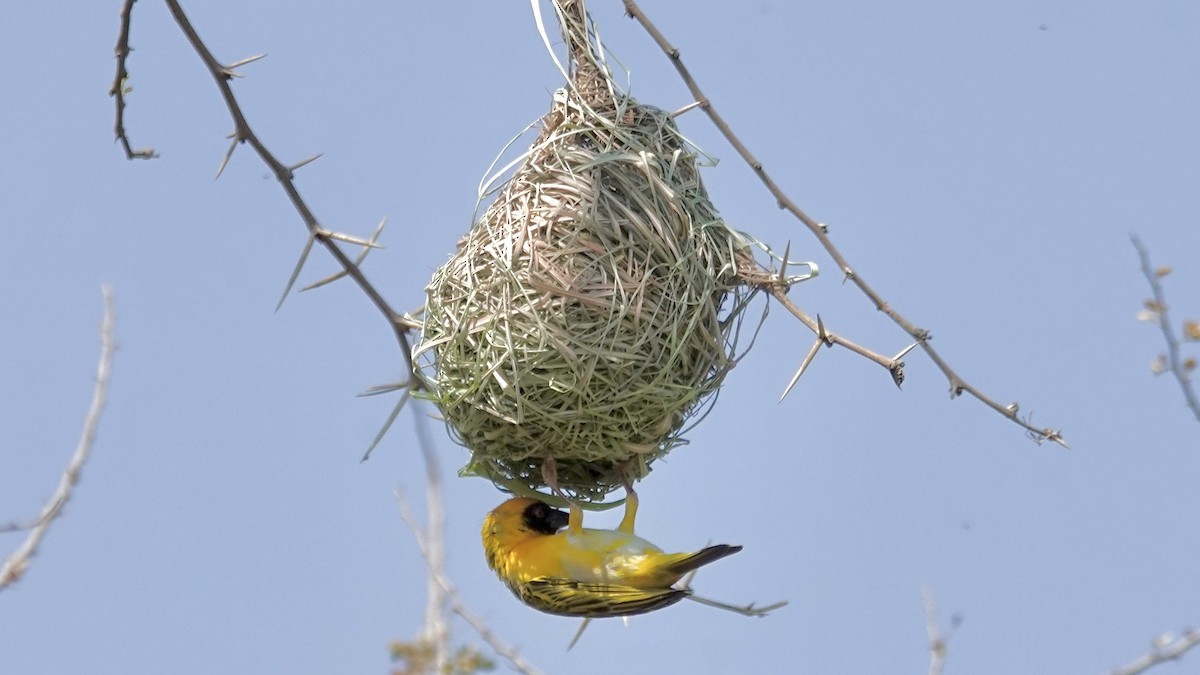 Southern Masked-Weaver - ML643182034