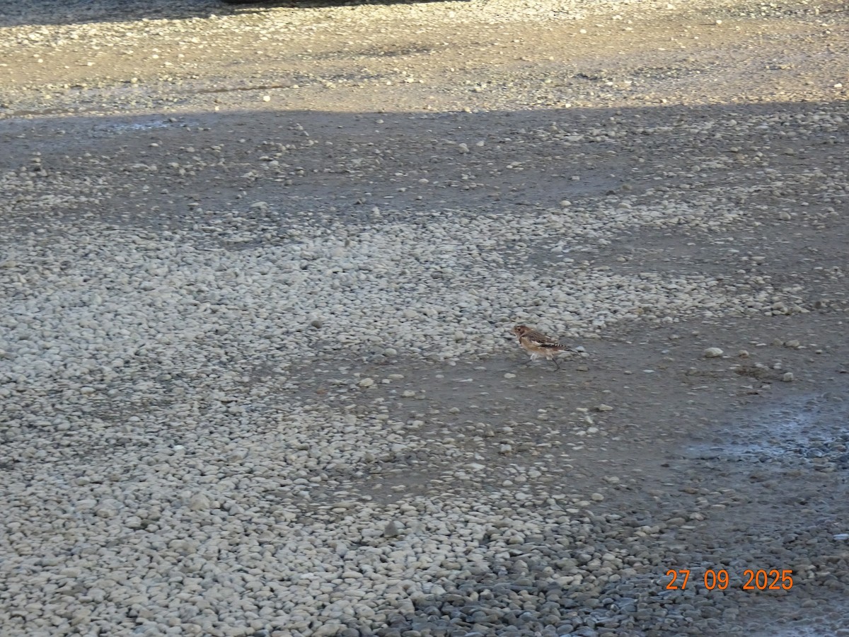 Snow Bunting - ML643182061