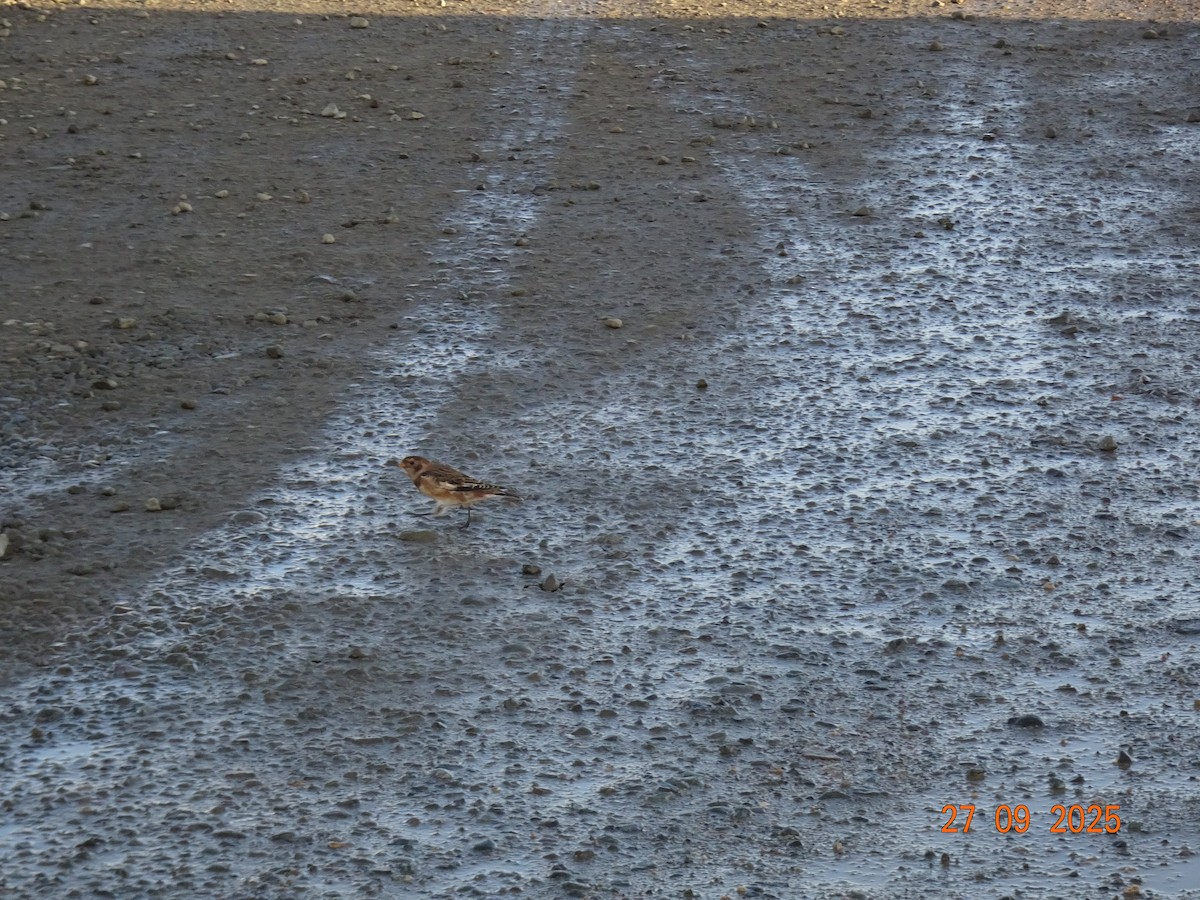 Snow Bunting - ML643182062