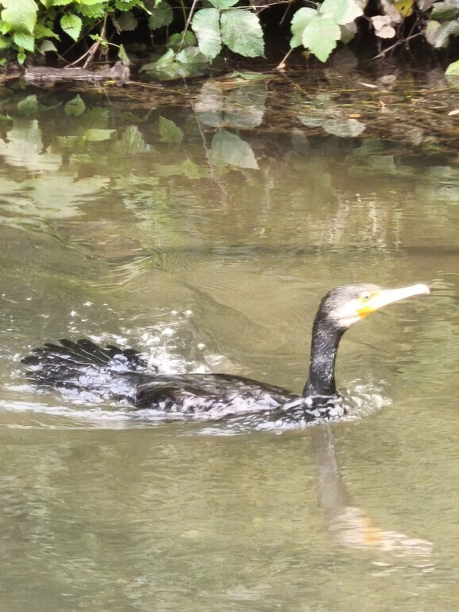 Great Cormorant - ML643182102