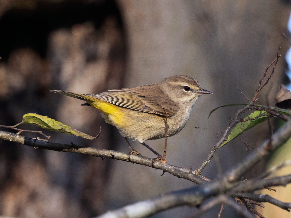 Palm Warbler - ML643182116