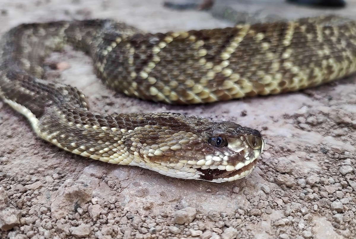 Neotropical Rattlesnake - ML643182134