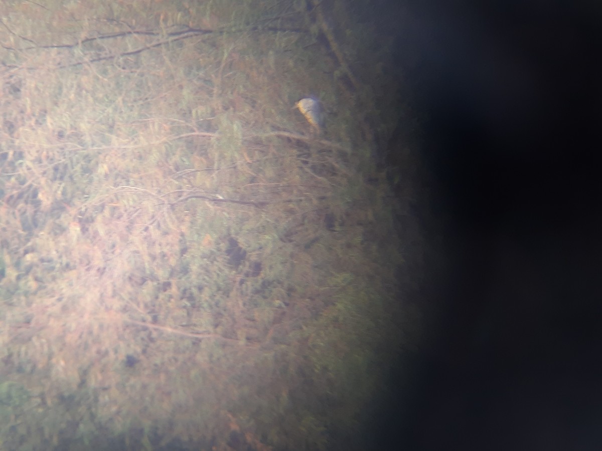 Black-crowned Night Heron - ML643182145