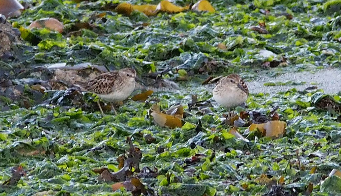 Least Sandpiper - ML643182147