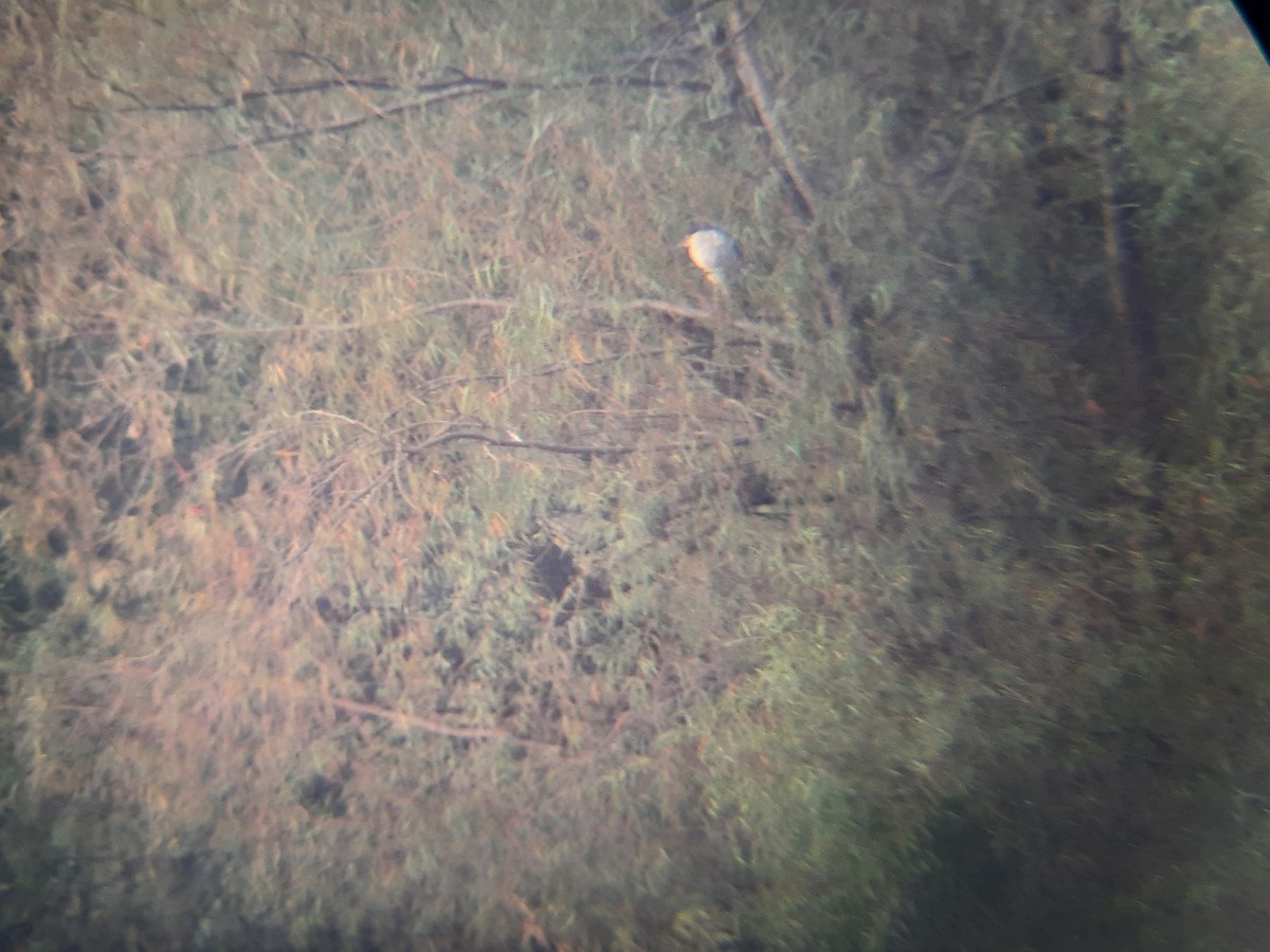 Black-crowned Night Heron - ML643182149