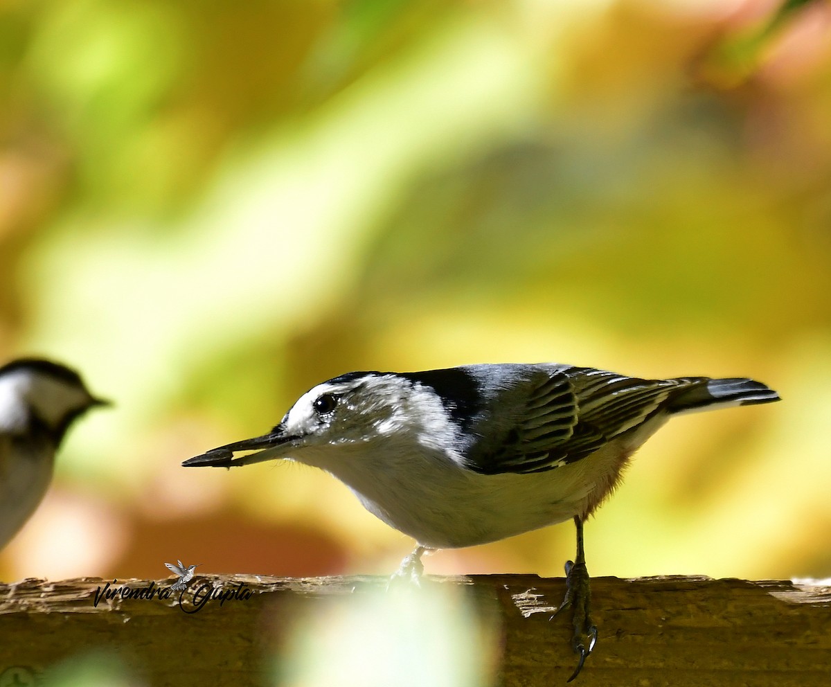 White-breasted Nuthatch - ML643182163