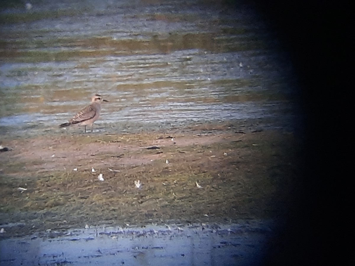 American Golden-Plover - ML643182171