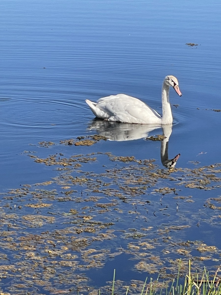 Mute Swan - ML643182196