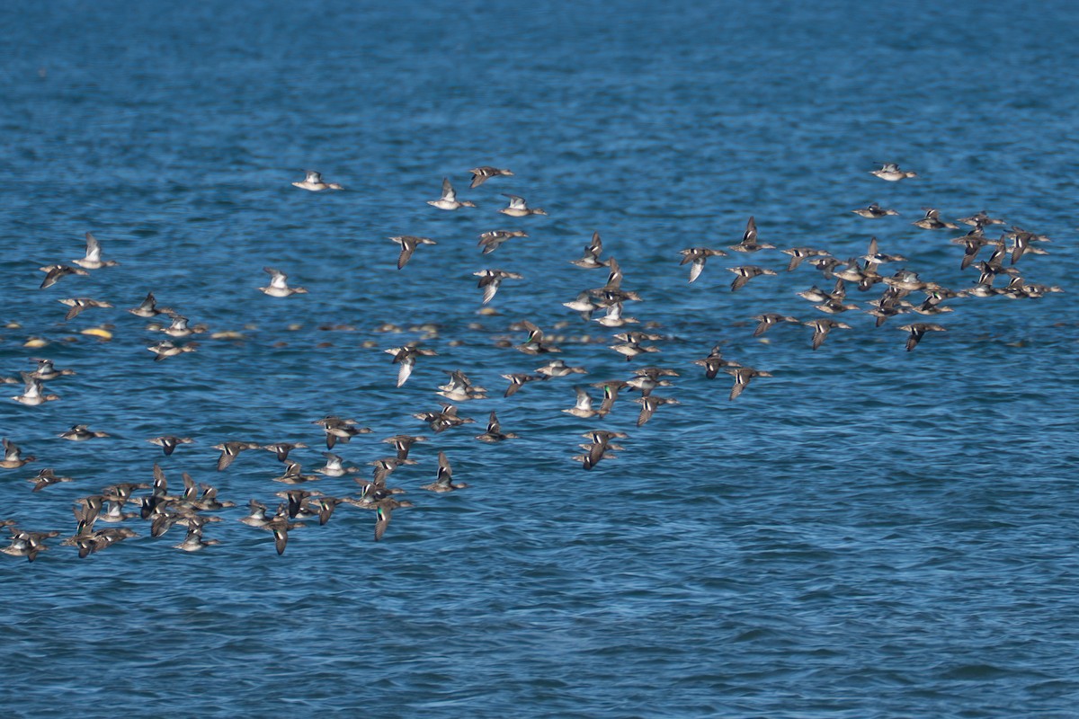 Green-winged Teal (Eurasian) - ML643182199