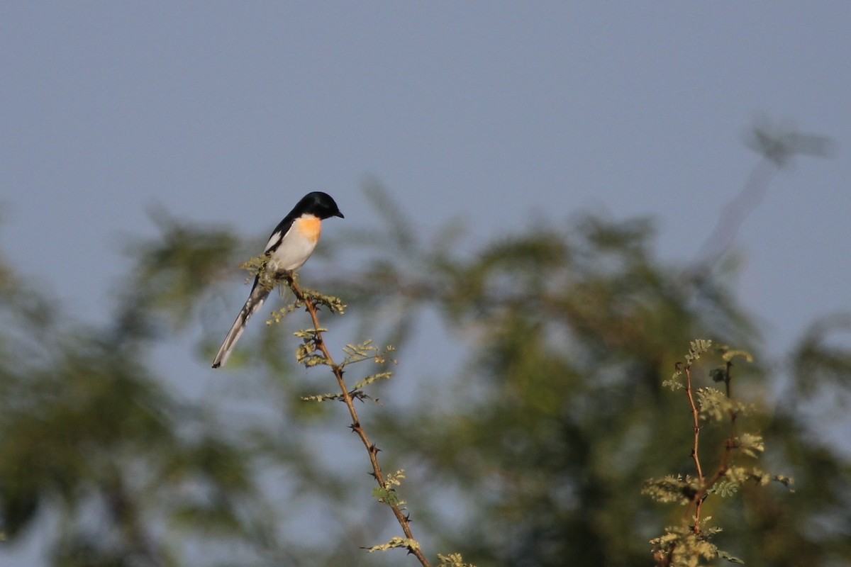 White-bellied Minivet - ML643182205