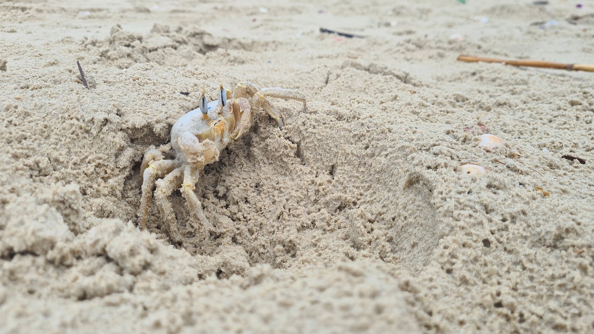 Crustaceans - ML643182263