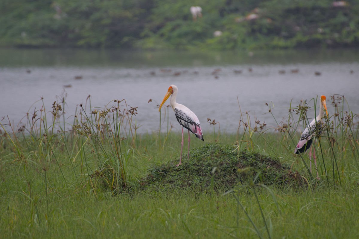 Painted Stork - ML643182265