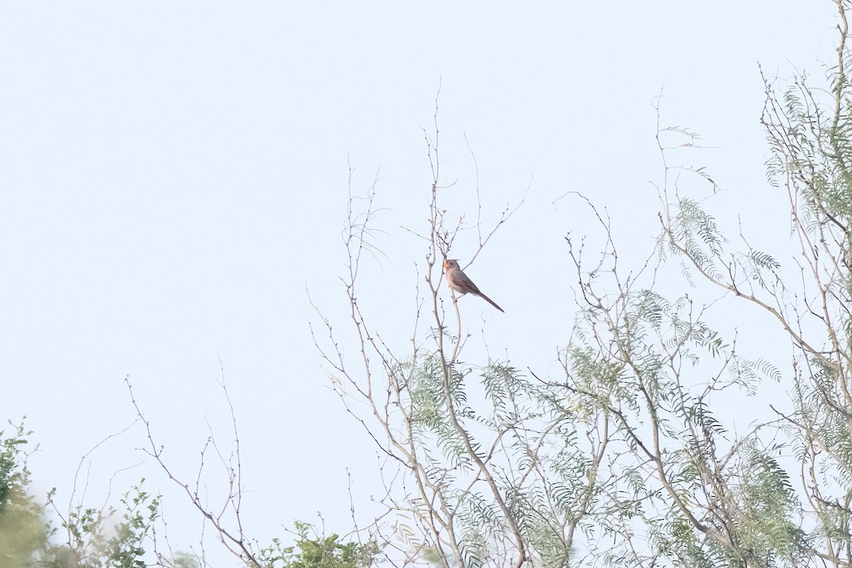 Pyrrhuloxia - ML643182267