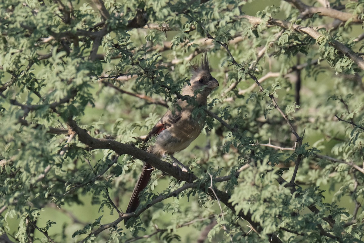 Pyrrhuloxia - ML643182268