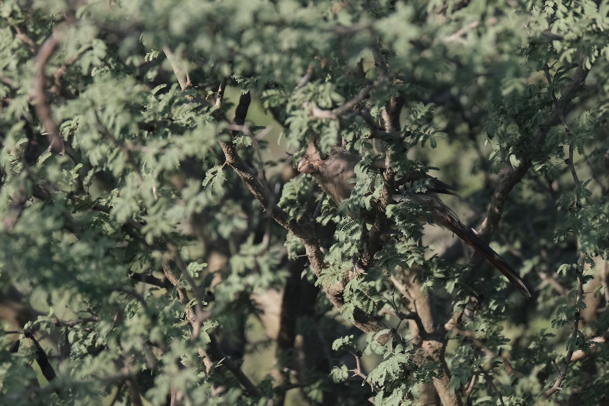 Pyrrhuloxia - ML643182269