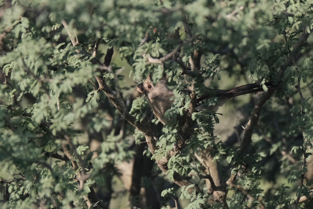 Pyrrhuloxia - ML643182270