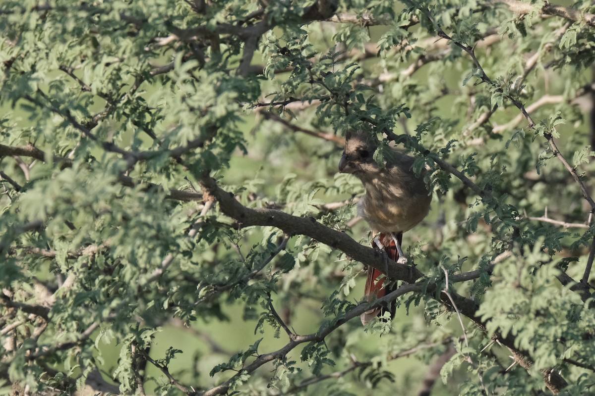 Pyrrhuloxia - ML643182271