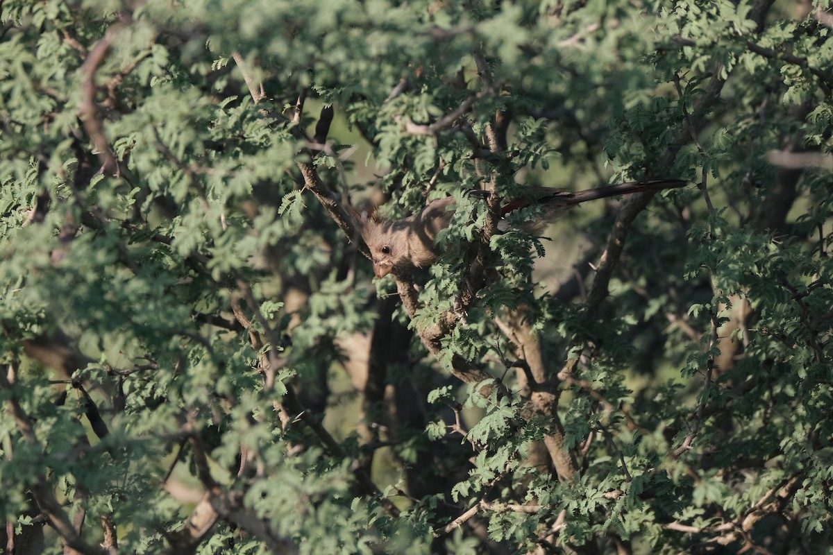 Pyrrhuloxia - ML643182272