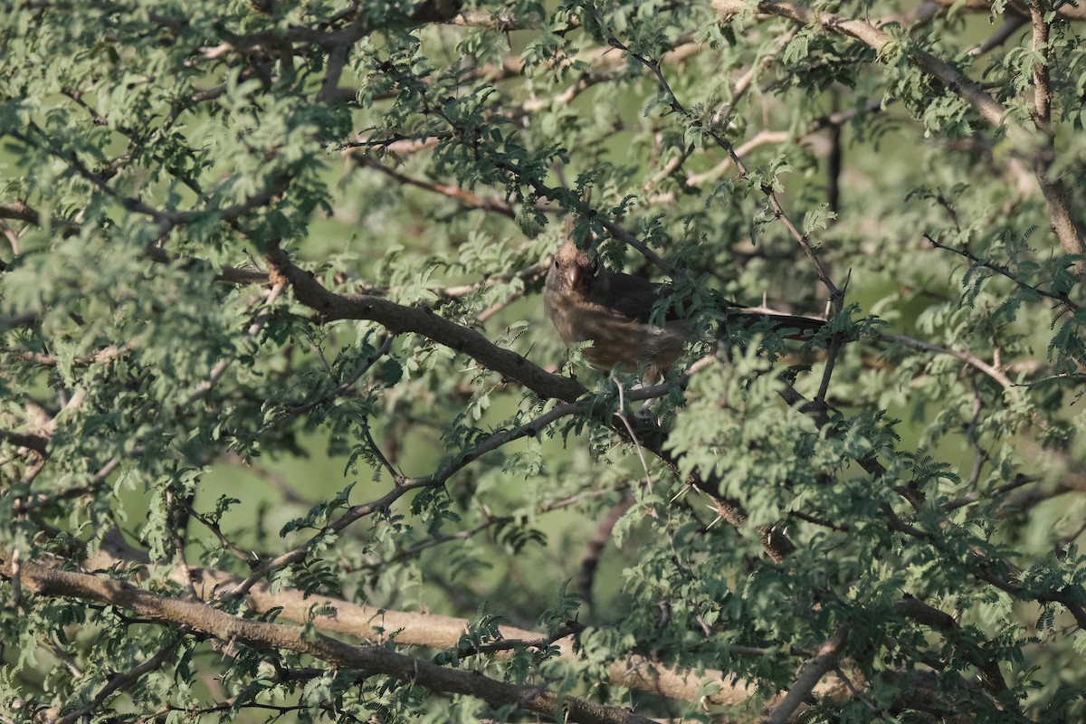 Pyrrhuloxia - ML643182273