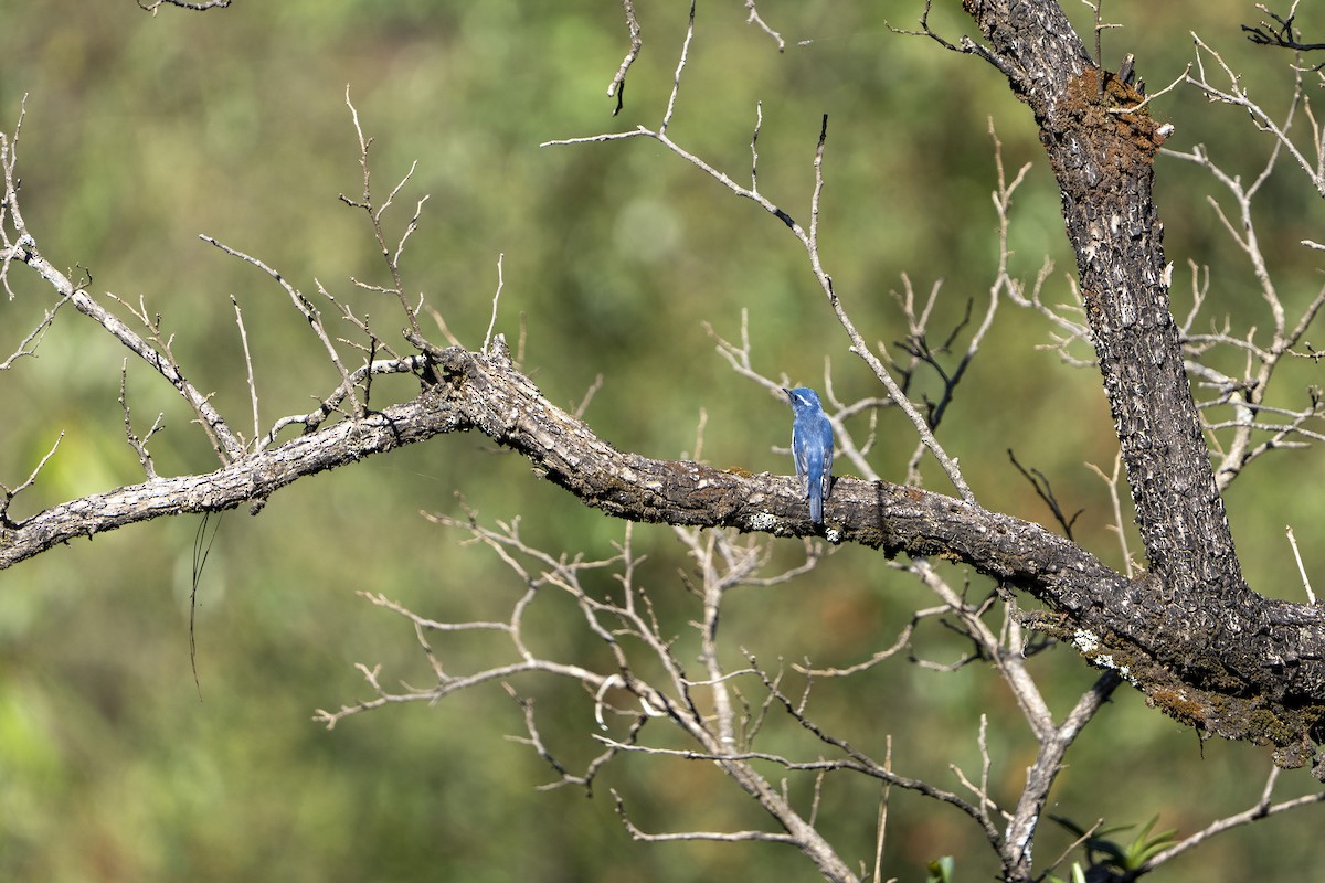 Ultramarine Flycatcher - ML643182277