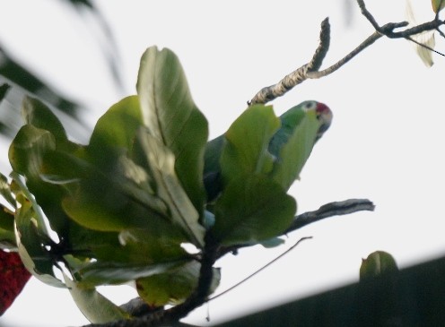 Red-lored Amazon - ML643182288