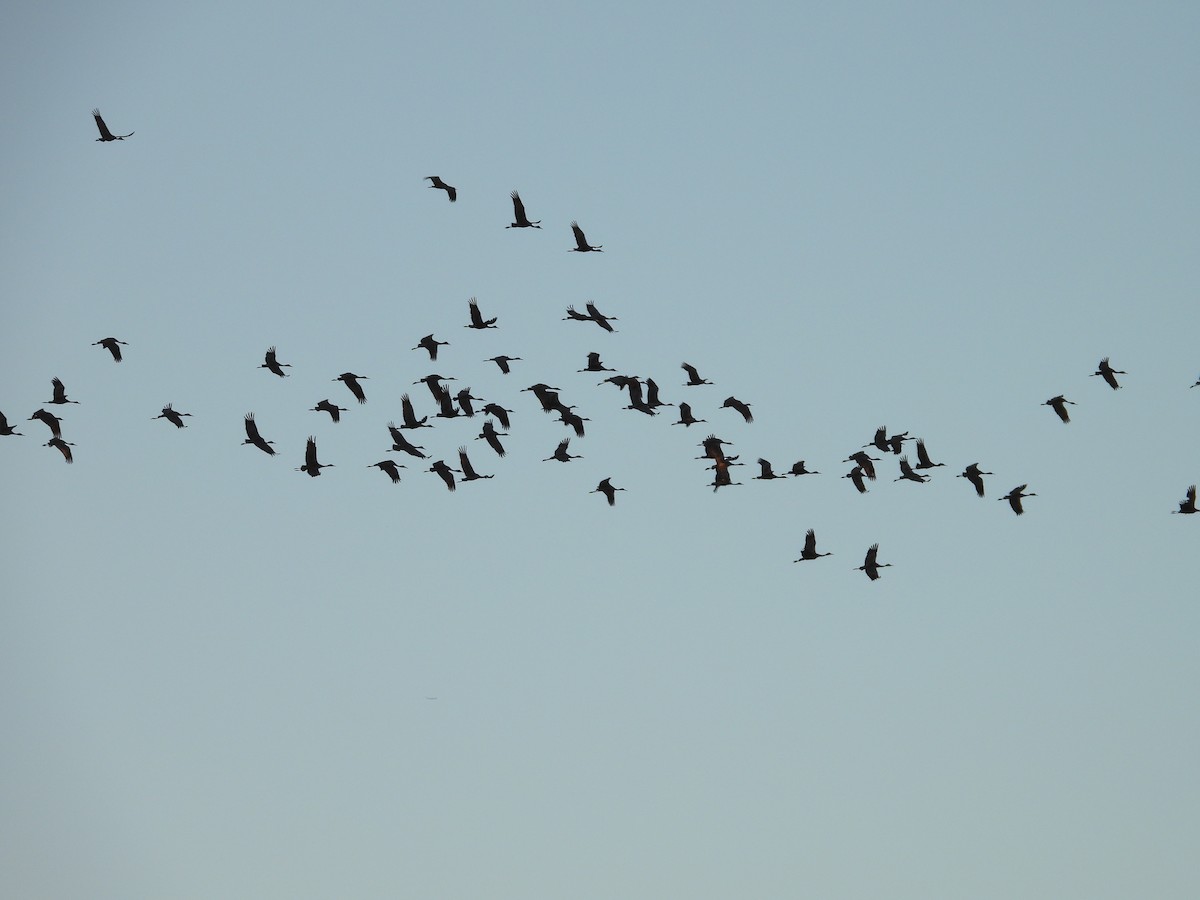 Sandhill Crane - ML643182312