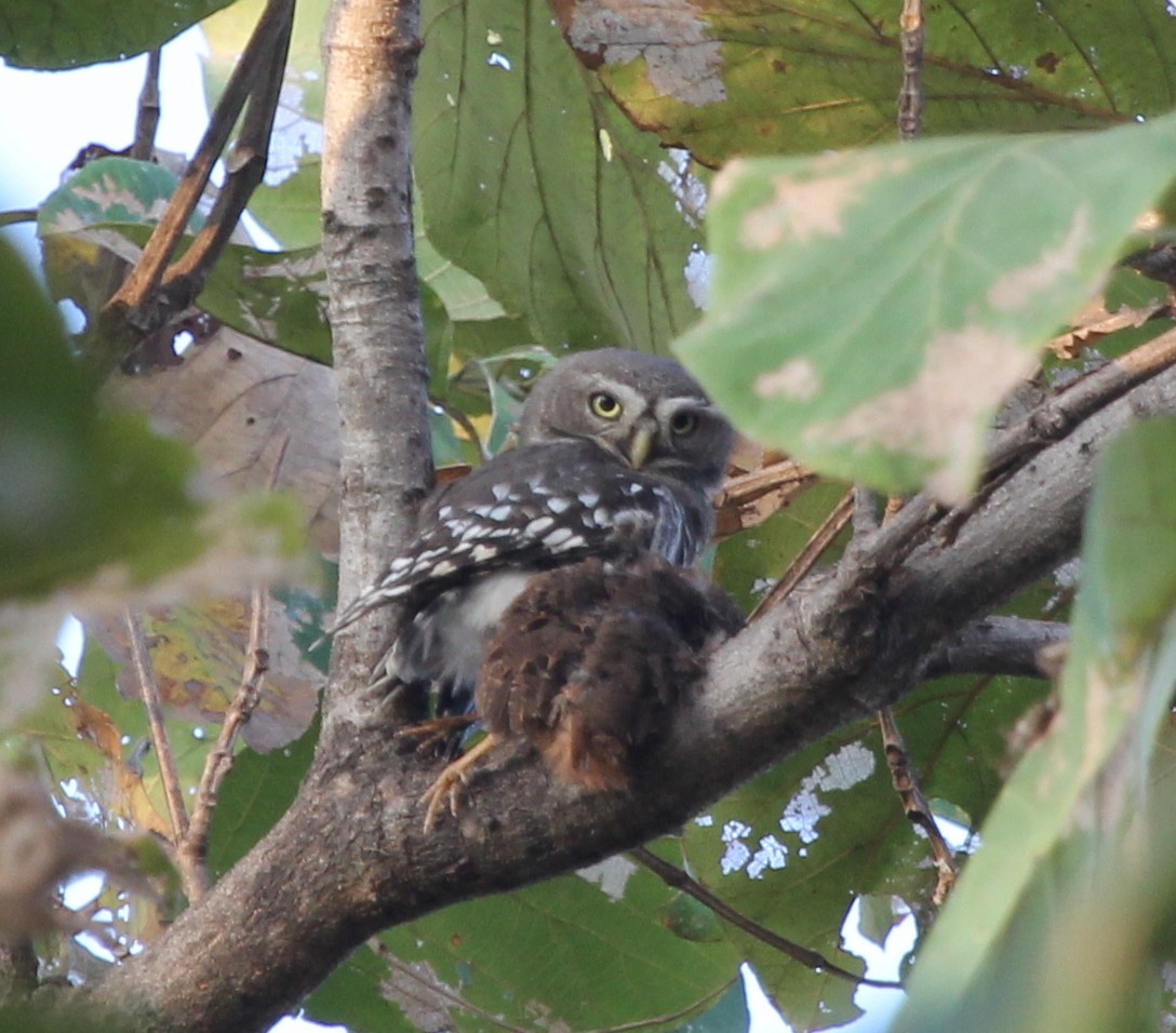 Forest Owlet - ML643182320