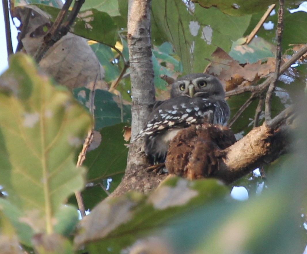 Forest Owlet - ML643182321