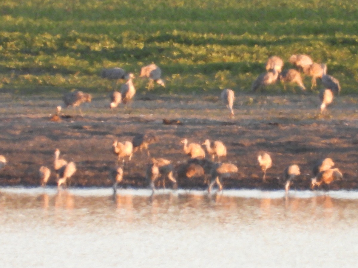 Sandhill Crane - ML643182323