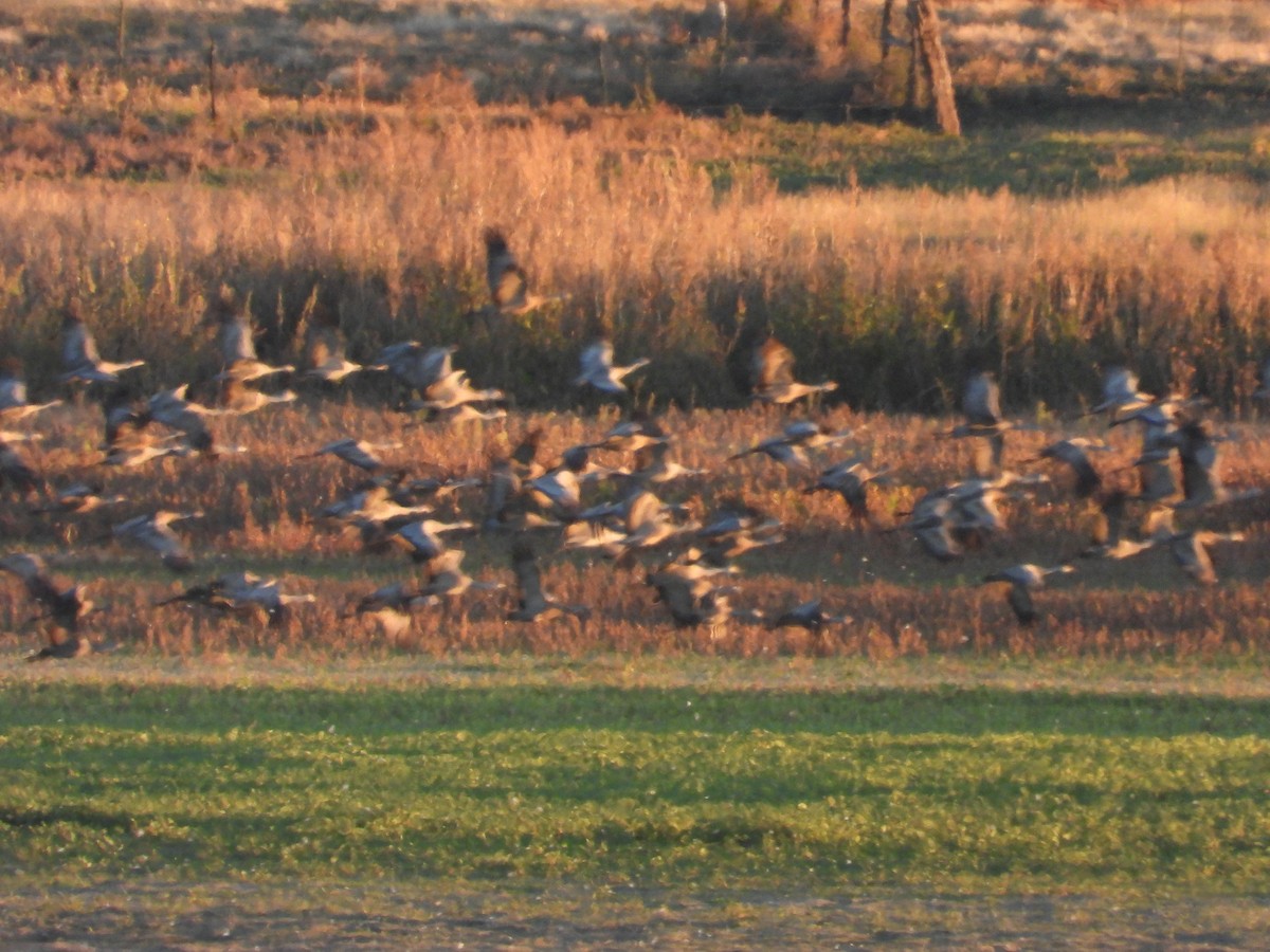 Sandhill Crane - ML643182324