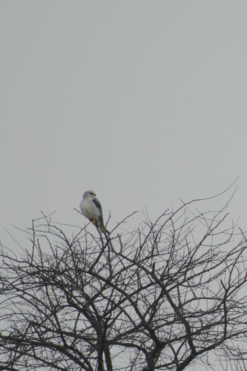 Black-winged Kite - ML643182329