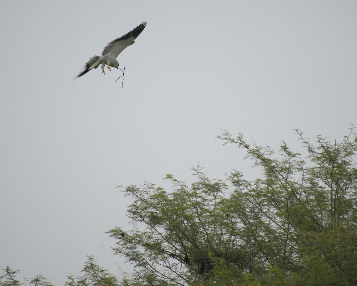 Black-winged Kite - ML643182330