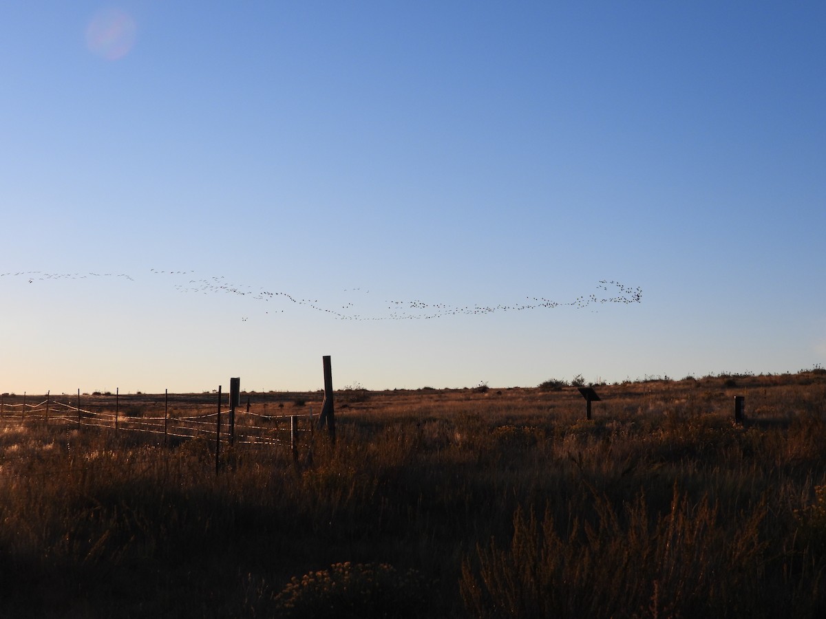 Sandhill Crane - ML643182331